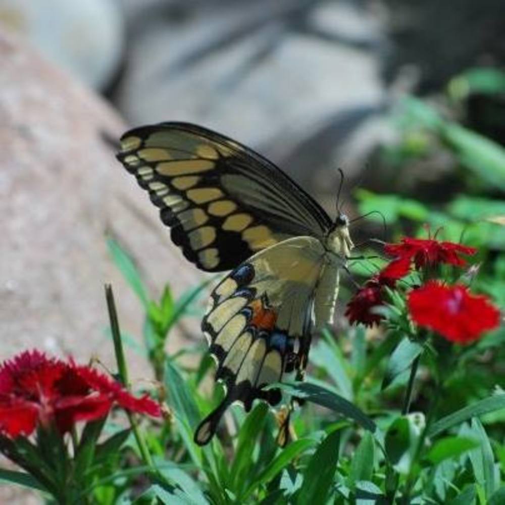 Meet your Posher, Judy